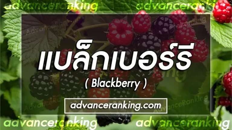 แบล็กเบอร์รี