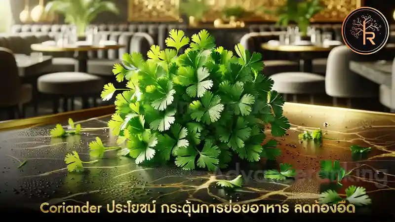 Coriander