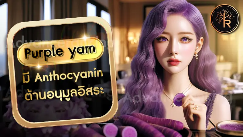 Purple yam มี Anthocyanin ต้านอนุมูลอิสระ