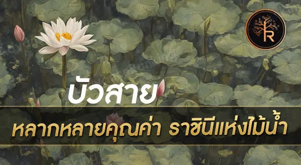 บัวสาย