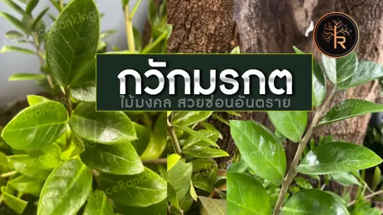 กวักมรกต