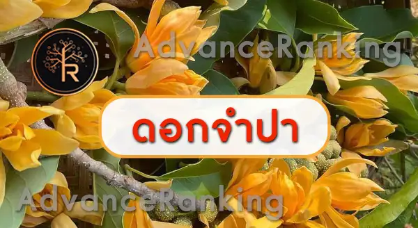 จำปาทอง