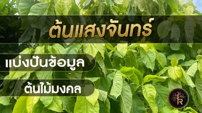 ต้นแสงจันทร์