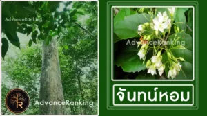 จันทน์หอม