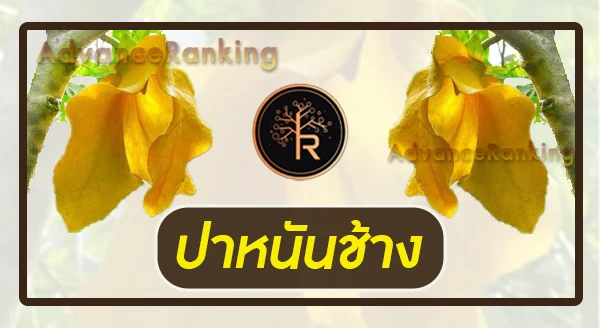 ปาหนันช้าง