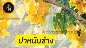 ปาหนันช้าง