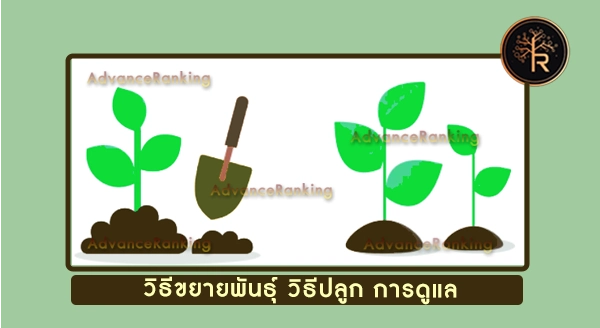 ปาล์มบังสูรย์