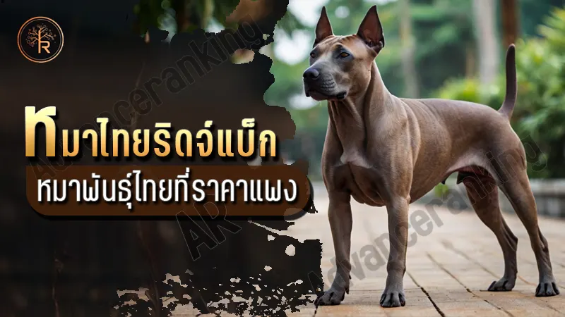 หมาไทยริดจ์แบ็ก หมาพันธุ์ไทย ที่ราคาแพง