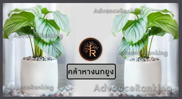 คล้าหางนกยูง