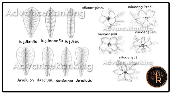 ชวนชม