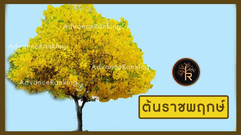 ต้นราชพฤกษ์