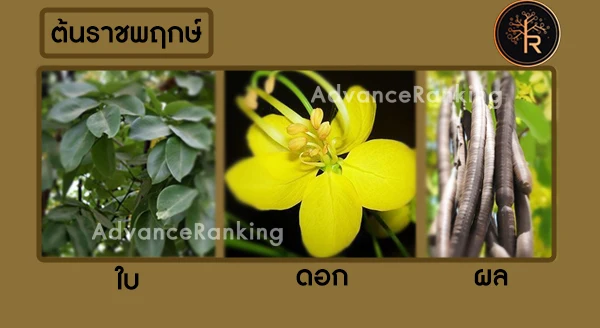 ต้นราชพฤกษ์