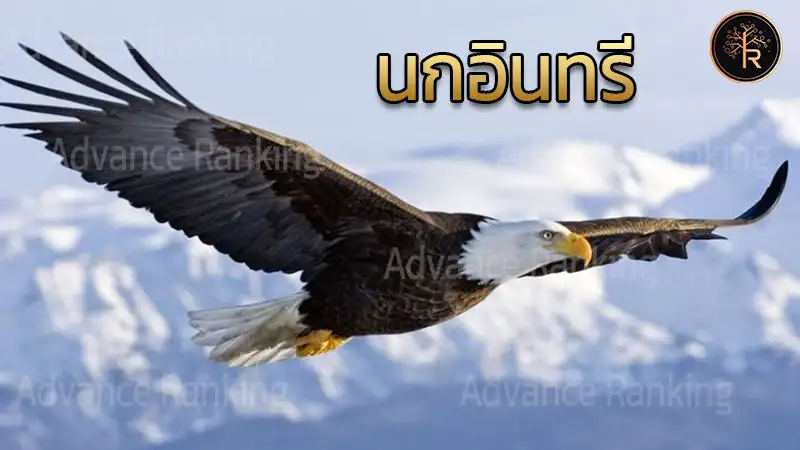 นกอินทรี