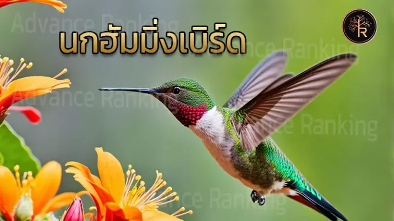 นกฮัมมิ่งเบิร์ด