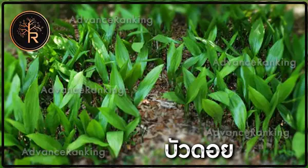 บัวดอย