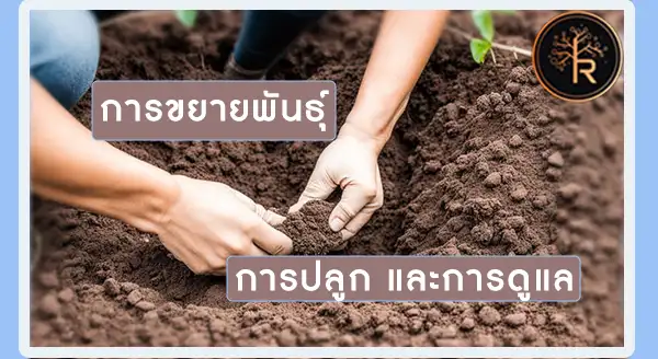 ต้นมั่งมี