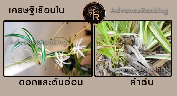 เศรษฐีเรือนใน