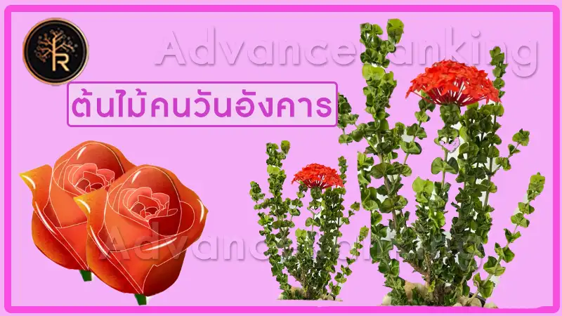 ต้นไม้คนวันอังคาร ดอกไม้ที่ถูกโฉลก อุปนิสัยคนเกิดวันอังคาร