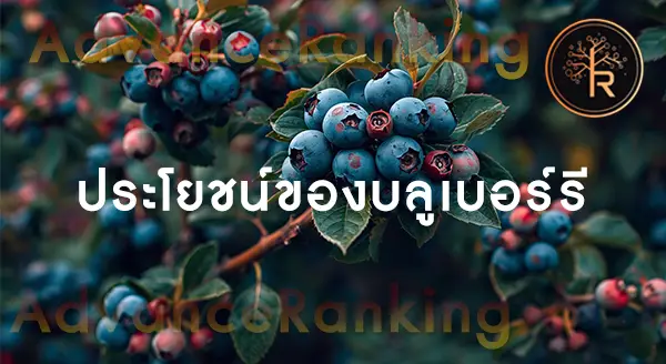 Blueberry ประโยชน์คือ