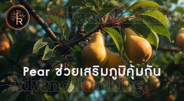 ประโยชน์ของ ลูกแพร์