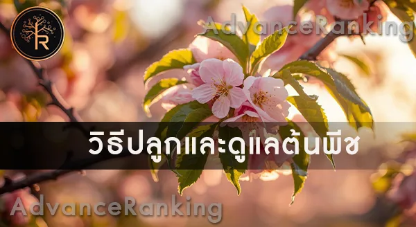 พีช ดีอย่างไร