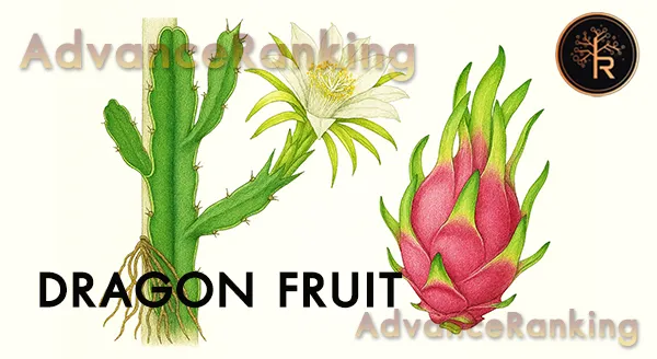 แก้วมังกร ควรกินแค่ไหน