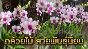 กล้วยไม้ สายพันธุ์นิยม