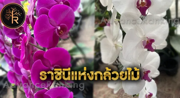 กล้วยไม้ สายพันธุ์นิยม