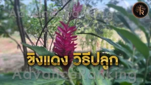 ขิงแดง วิธีปลูก