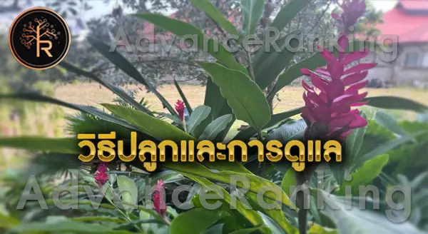 ขิงแดง วิธีปลูก