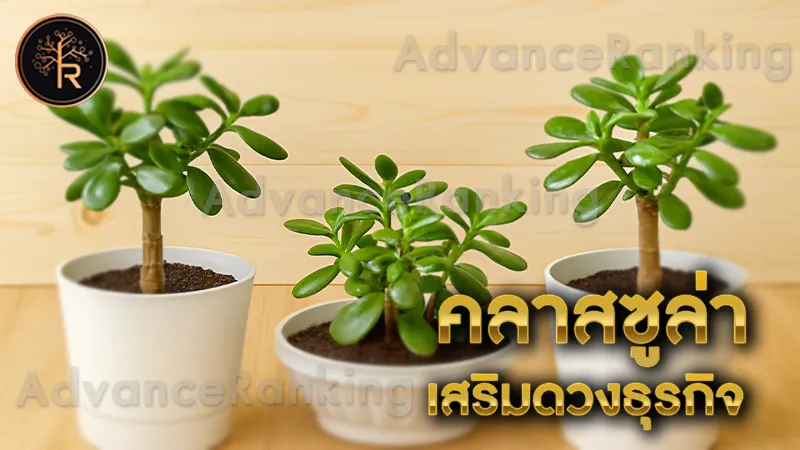 คลาสซูล่า เสริมดวงธุรกิจ