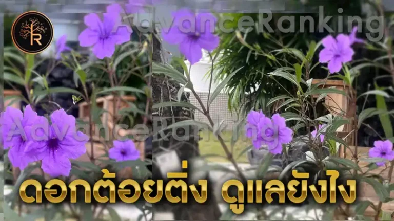 ดอกต้อยติ่ง ดูแลยังไง