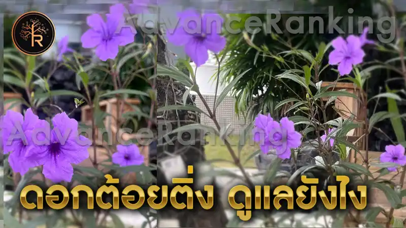 ดอกต้อยติ่ง ดูแลยังไง