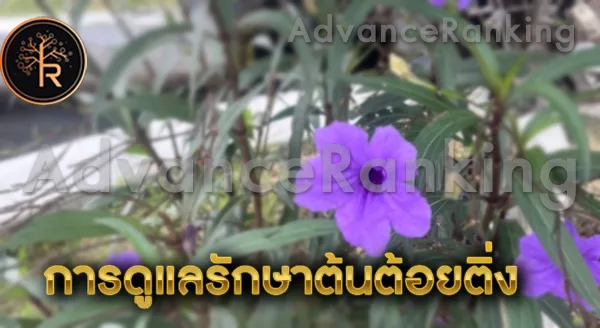 ดอกต้อยติ่ง ดูแลยังไง