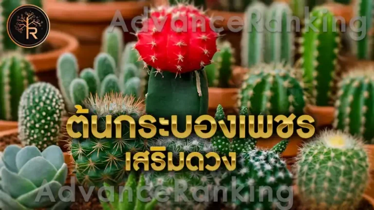 ต้นกระบองเพชร เสริมดวง