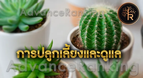 ต้นกระบองเพชร เสริมดวง