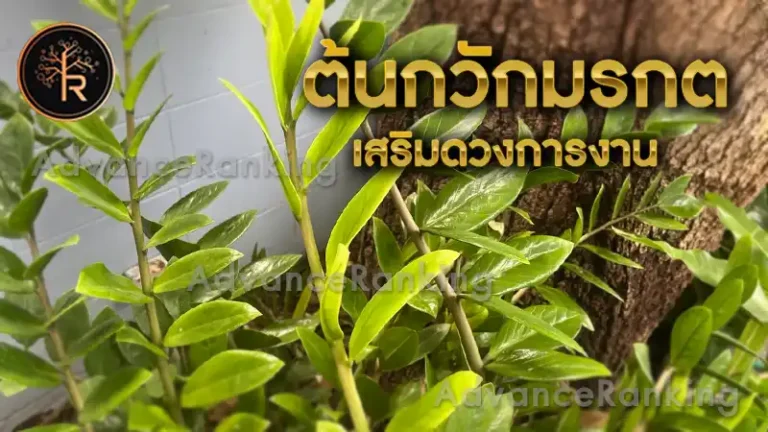 ต้นกวักมรกต เสริมดวงการงาน