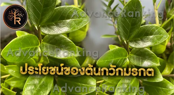 ต้นกวักมรกต เสริมดวงการงาน