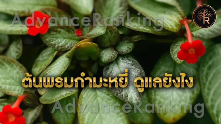 ต้นพรมกำมะหยี่ ดูแลยังไง