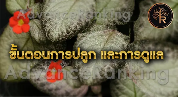 ต้นพรมกำมะหยี่ ดูแลยังไง