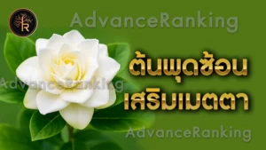 ต้นพุดซ้อน เสริมเมตตา