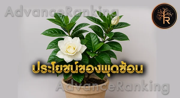 ต้นพุดซ้อน เสริมเมตตา