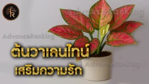 ต้นวาเลนไทน์ เสริมความรัก