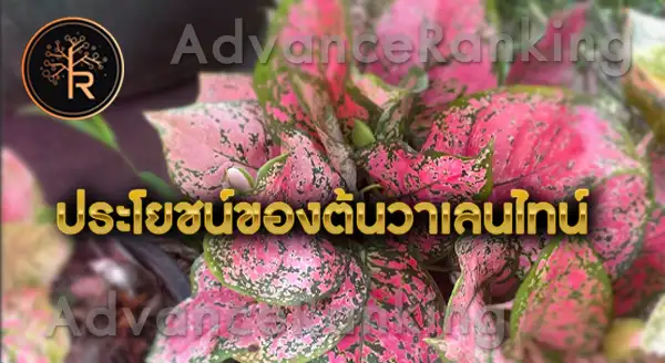 ต้นวาเลนไทน์ เสริมความรัก