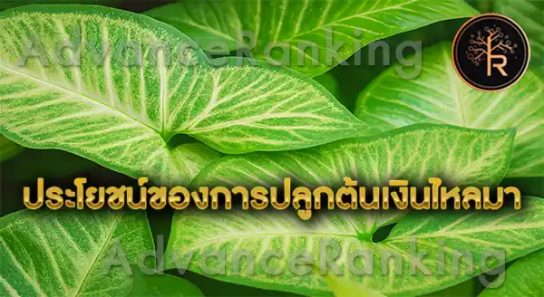 ต้นเงินไหลมา เรียกทรัพย์