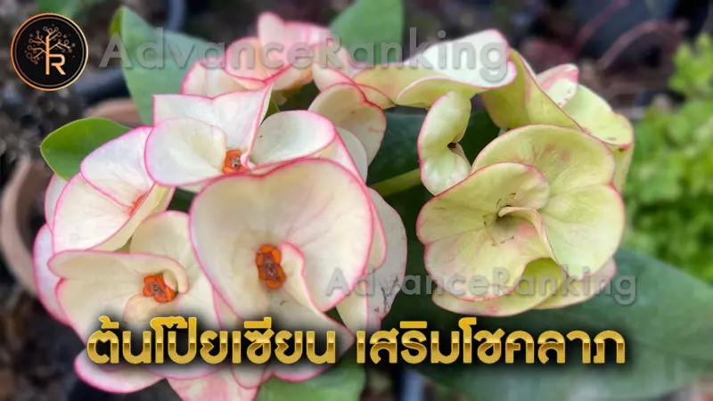 ต้นโป๊ยเซียน เสริมโชคลาภ