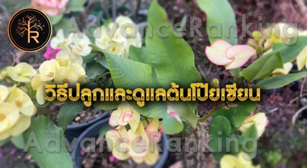 ต้นโป๊ยเซียน เสริมโชคลาภ