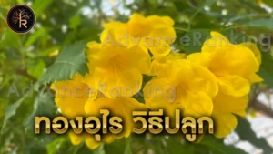 ทองอุไร วิธีปลูก