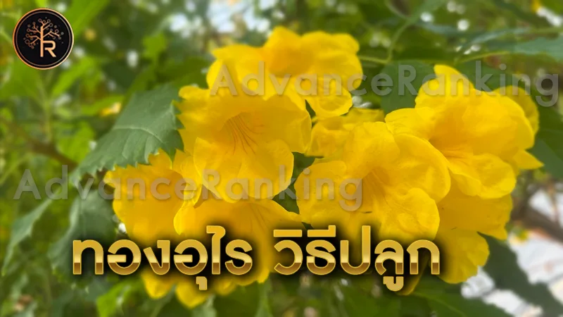 ทองอุไร วิธีปลูก