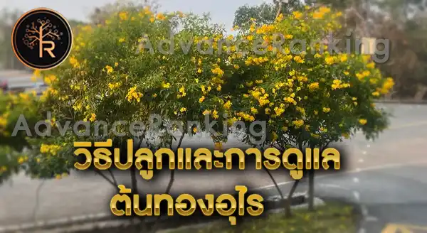 ทองอุไร วิธีปลูก